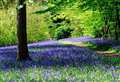 Annual bluebell display to make early appearance